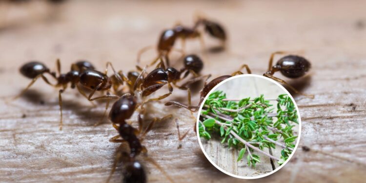 4 plantas contra formigas viram tendência para quem quer casa limpa