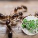 4 plantas contra formigas viram tendência para quem quer casa limpa