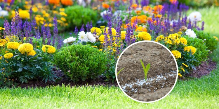 O melhor tipo de fertilizante para deixar seu jardim mais saudável