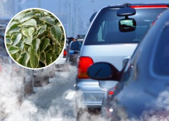 As 3 melhores plantas para resistir à poluição nas cidades