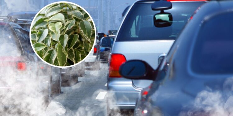 As 3 melhores plantas para resistir à poluição nas cidades