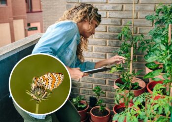 Plantas que mais atraem polinizadores no jardim urbano