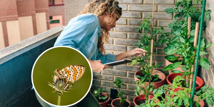 Plantas que mais atraem polinizadores no jardim urbano