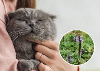 As 6 plantas que afastam gatos de locais indesejados
