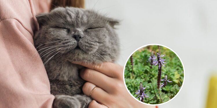 As 6 plantas que afastam gatos de locais indesejados