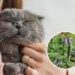 As 6 plantas que afastam gatos de locais indesejados