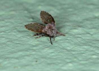 Mosquitos de banheiro nunca mais! Aprenda a eliminar de forma definitiva