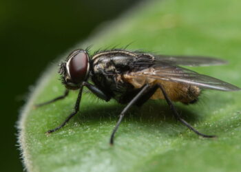 Como manter moscas pretas longe, segundo especialistas