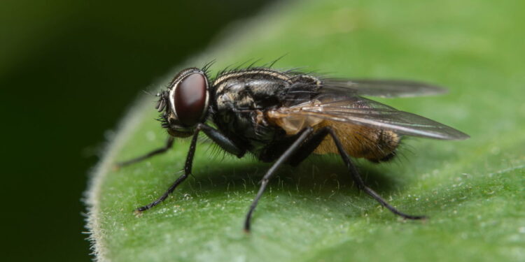 Como manter moscas pretas longe, segundo especialistas