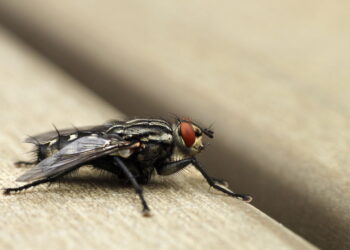 Armadilha simples e eficaz que elimina as moscas de sua casa rapidamente