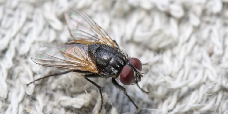 Adeus moscas na cozinha! O jeito mais fácil e eficaz de espantar moscas