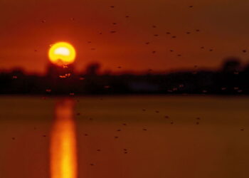 Dois erros que atraem mosquitos para sua casa todas as noites