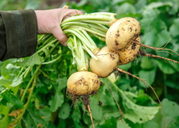 Hortaliça versátil que cresce rápido e conquista cada vez mais espaço na cozinha!