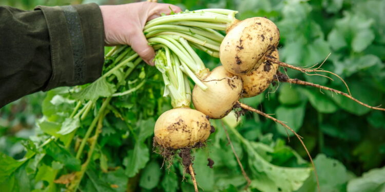 Hortaliça versátil que cresce rápido e conquista cada vez mais espaço na cozinha!