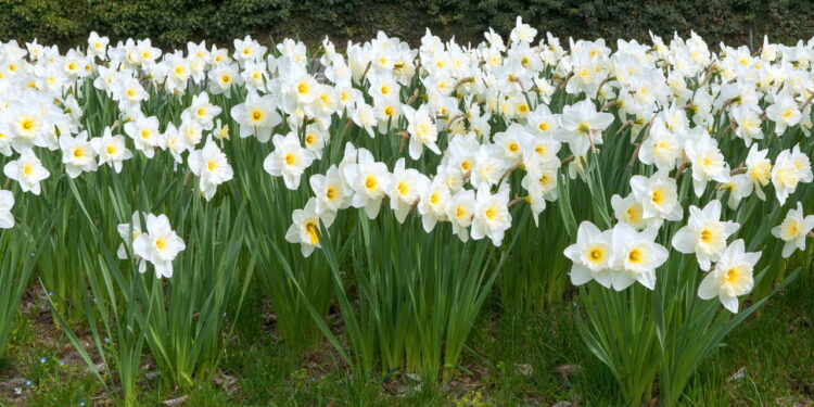 Essa flor está ganhando brilho por sua facilidade de cultivar e beleza exuberante