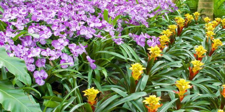 Flor vibrante e fácil de cultivar ela encanta pela cor e rapidez no crescimento em casa!