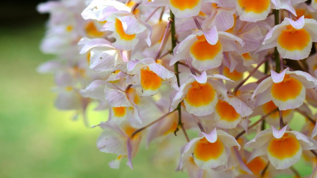 As 3 plantas que viraram símbolo de sofisticação na decoração