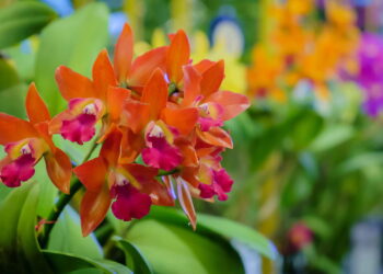 Conheça a flor mais desejada do Brasil que virou xodó dos lares!