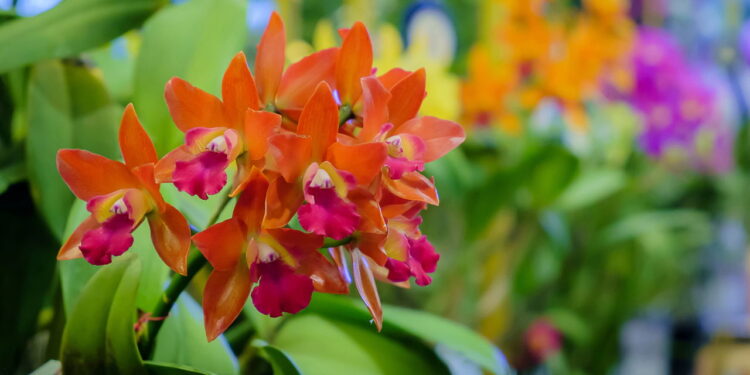 Conheça a flor mais desejada do Brasil que virou xodó dos lares!