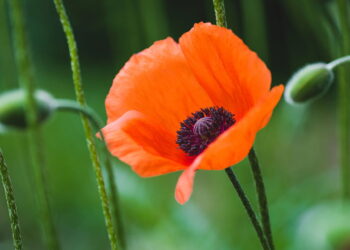Essa flor conquista admiradores por sua beleza marcante e facilidade no cultivo