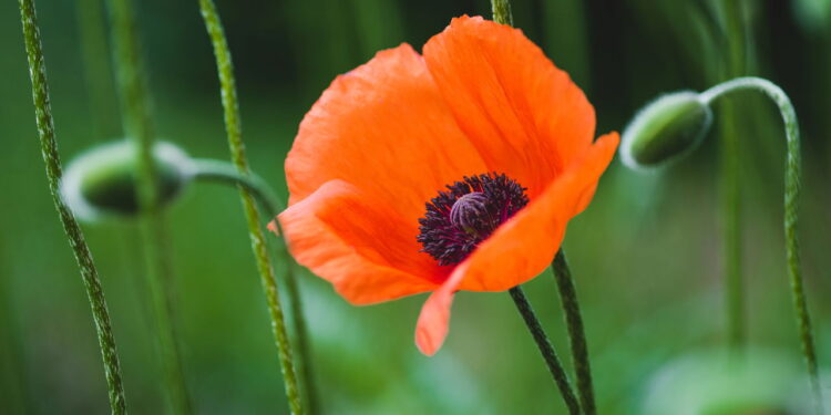 Essa flor conquista admiradores por sua beleza marcante e facilidade no cultivo
