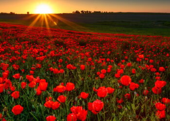 Veja as dicas essenciais para cultivar papoulas em casa com sucesso!