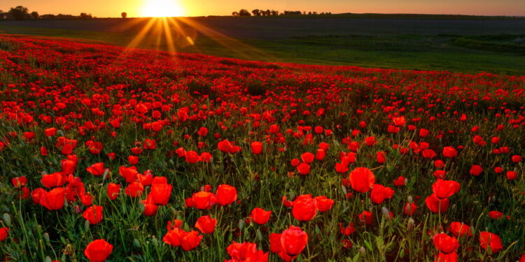 Veja as dicas essenciais para cultivar papoulas em casa com sucesso!