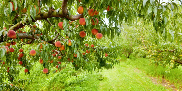 Fruta de aroma marcante e sabor único é muito apreciada pelo fácil cultivo
