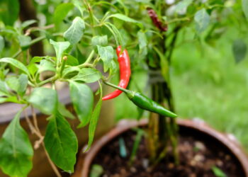 As 6 plantas mais poderosas para espiritualidade e equilíbrio