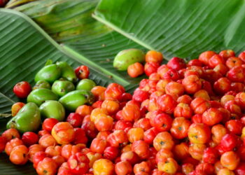 Fruta típica brasileira é muito amada pelo sabor irresistível e adaptação em casa
