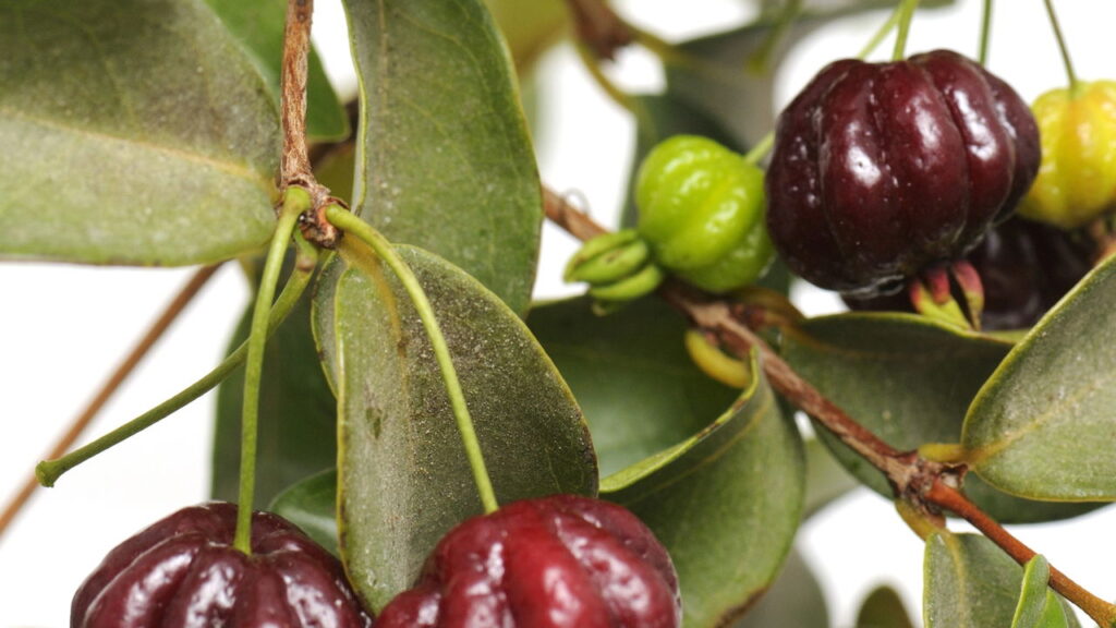 As 3 melhores plantas para atrair o Sabiá no seu quintal
