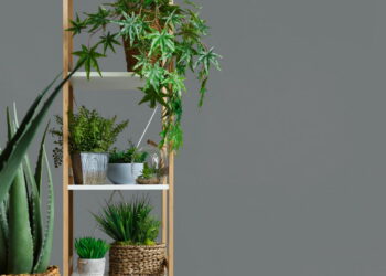 As 4 melhores plantas para apartamento pequeno