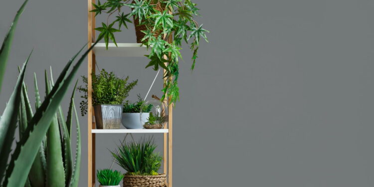 As 4 melhores plantas para apartamento pequeno