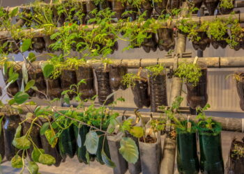 As 5 plantas ideias para plantar em garrafas PET