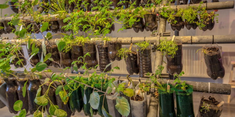 As 5 plantas ideias para plantar em garrafas PET