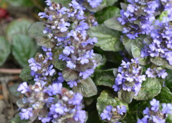 4 plantas perenes que se espalham rapidamente e preenchem espaços vazios no jardim