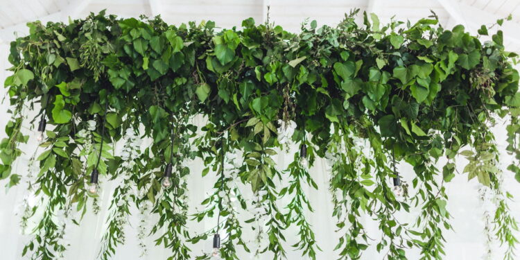 As 6 plantas mais bonitas para vasos suspensos