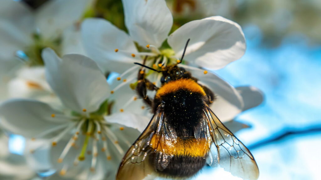 Plantas que mais atraem polinizadores no jardim urbano