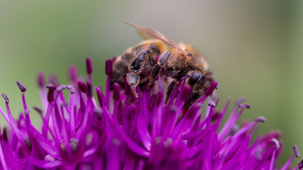 Plantas que mais atraem polinizadores no jardim urbano