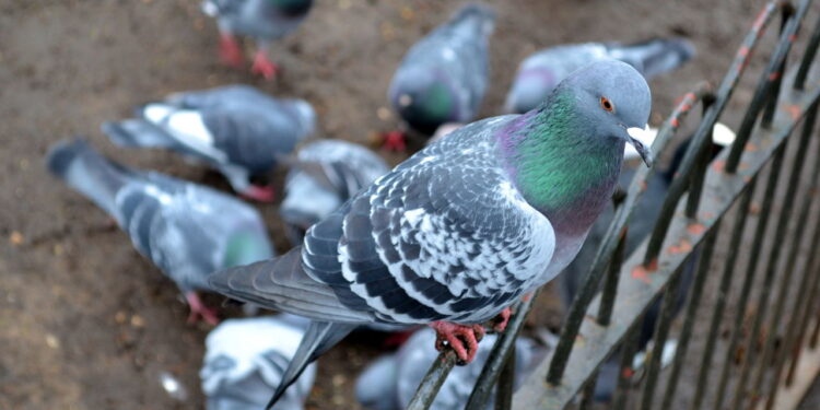 O melhor truque caseiro para espantar pombos do telhado ou do jardim