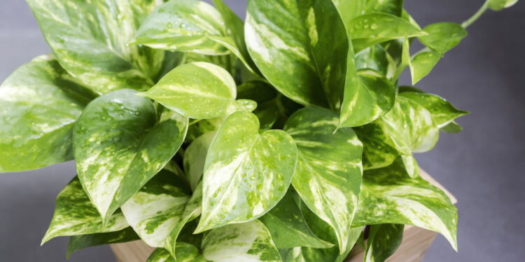 As 3 melhores plantas para resistir à poluição nas cidades