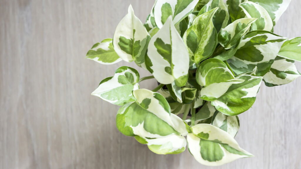 Top 5 plantas mais resistentes para quem vive na correria