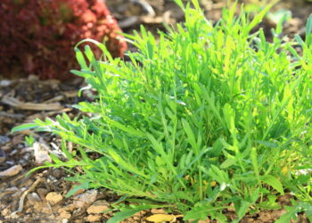 Saiba o segredo de uma folha poderosa com cultivo rápido e benefícios surpreendentes!