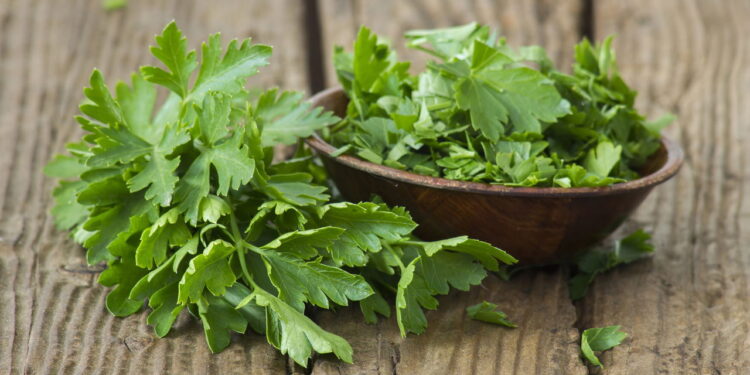 Uma das ervas mais populares na culinária brasileira pode ser cultiva em casa sem erro!