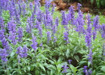 Erva medicinal poderosa para a saúde rápida de cultivar e com aroma encantador!