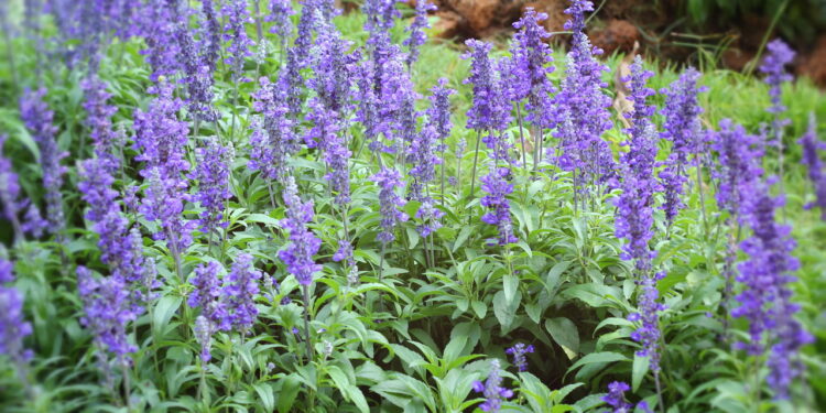 Erva medicinal poderosa para a saúde rápida de cultivar e com aroma encantador!