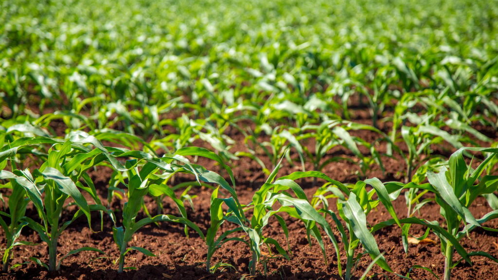 O melhor tipo de fertilizante para deixar seu jardim mais saudável