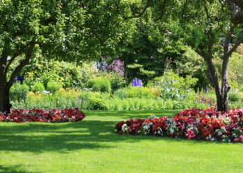 As 3 melhores plantas para fazer sombra no seu quintal