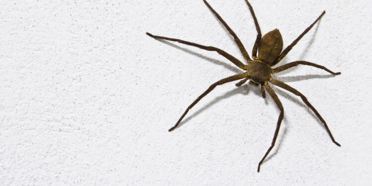 Aprenda a forma mais fácil de manter aranhas-marrons longe da sua casa