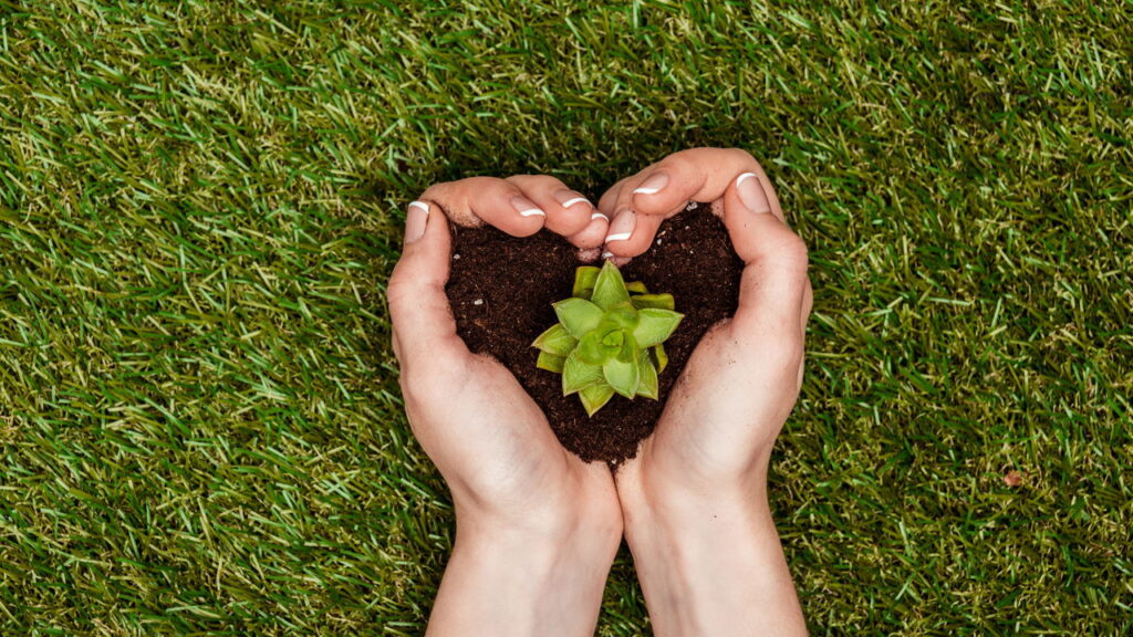 As plantas que resistem ao sol forte e continuam bonitas